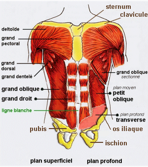 Muscles abdominaux : muscle grand droit, transverse, obliques