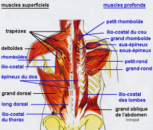 Les muscles profonds du dos