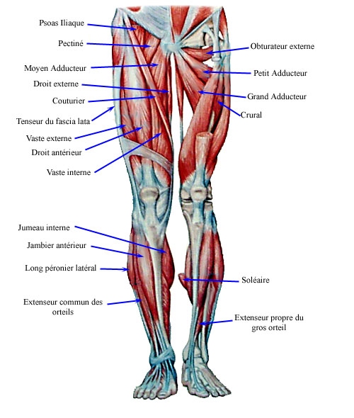 Les muscles des jambes - fiche santé du décathlon