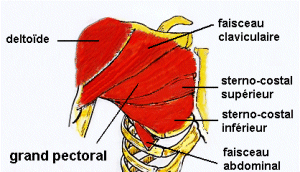 Les muscles du dos